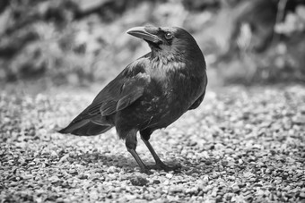 黑色的和白色常见的乌鸦乌鸦座科拉克斯站的地面