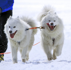 两个萨莫耶德人雪橇狗速度赛车莫斯瑞士