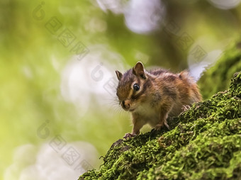 西伯利亚常见的花栗鼠松鼠eutamias西伯利亚站树树干