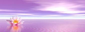 粉红色的莉莉花的紫罗兰色的海洋莉莉花紫罗兰色的海洋