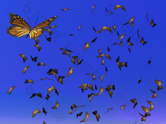 很多色彩斑斓的君主蝴蝶飞行为他们的年度迁移深蓝色的天空