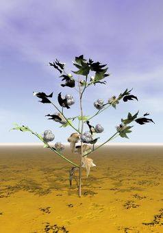 一个棉花植物与球和花的地面多云的一天棉花植物渲染