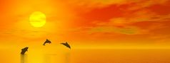 影子三个小海豚跳的海洋的太阳红色的日落