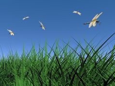 几个蜻蜓飞行在绿色草美丽的蓝色的一天