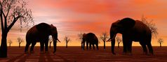 阴影三个大象站之间的猴面包树的萨凡纳日落大象的萨凡纳渲染