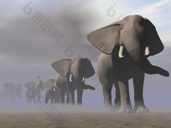 许多大象走行的沙漠灰色朦胧的和多云的一天