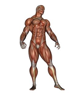 肌肉发达的男人。站孤立的白色背景肌肉发达的男人。渲染