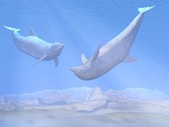 两个美丽的海豚有有趣的水下与雷灯海豚玩水下渲染