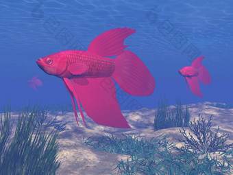 红色的搏鱼鱼深蓝色的水下红色的搏鱼鱼水下渲染