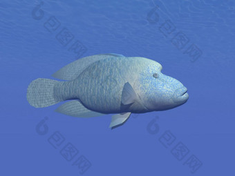 一个拿破仑鱼深蓝色的水下拿破仑鱼水下渲染