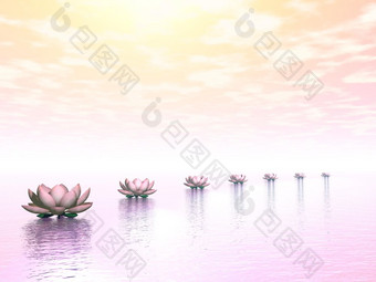 美丽的水百合创建路径的太阳粉红色的极地灯水百合步骤的太阳渲染