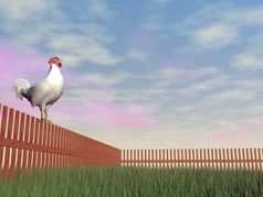 一个公鸡独自一人站木栅栏而啼叫的早....光公鸡啼叫渲染