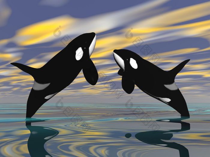 杀手鲸鱼跳在海洋水日落杀手鲸鱼跳渲染