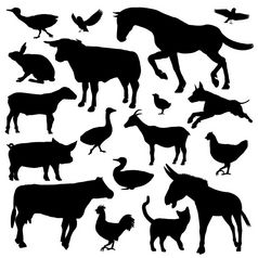 集黑色的轮廓农场动物孤立的白色背景集农场动物轮廓