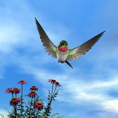 ruby-throated蜂鸟飞行在红色的雏菊多云的一天渲染ruby-throated蜂鸟渲染