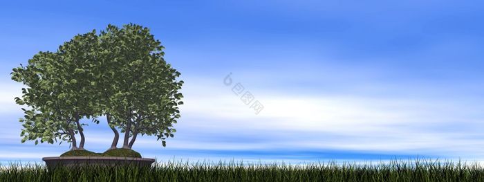 欧洲山毛榉树盆景在草渲染图片
