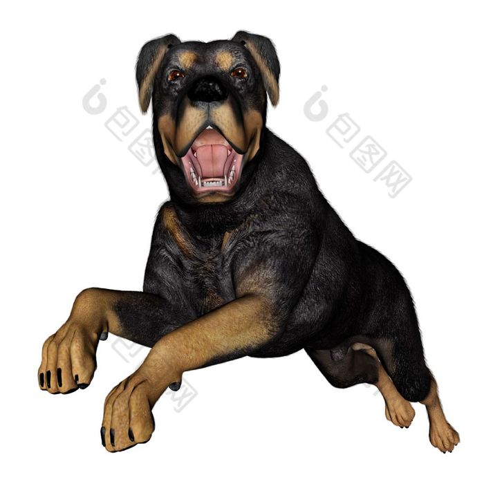 rottweiller狗市政府孤立的白色背景渲染rottweiller狗市政府渲染