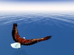 鹰飞行在海洋一天渲染