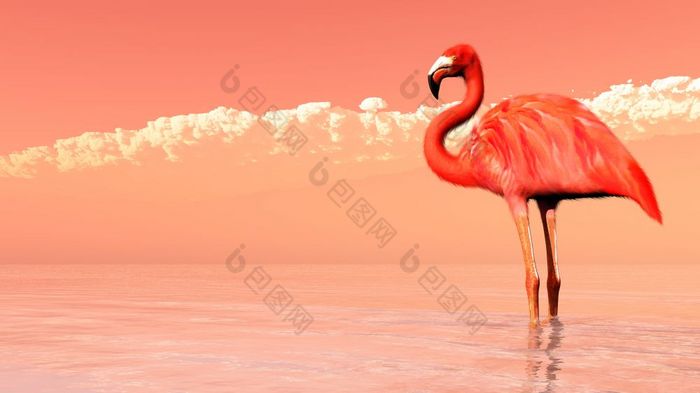 一个粉红色的火烈鸟站的水色彩斑斓的日落渲染粉红色的火烈鸟渲染