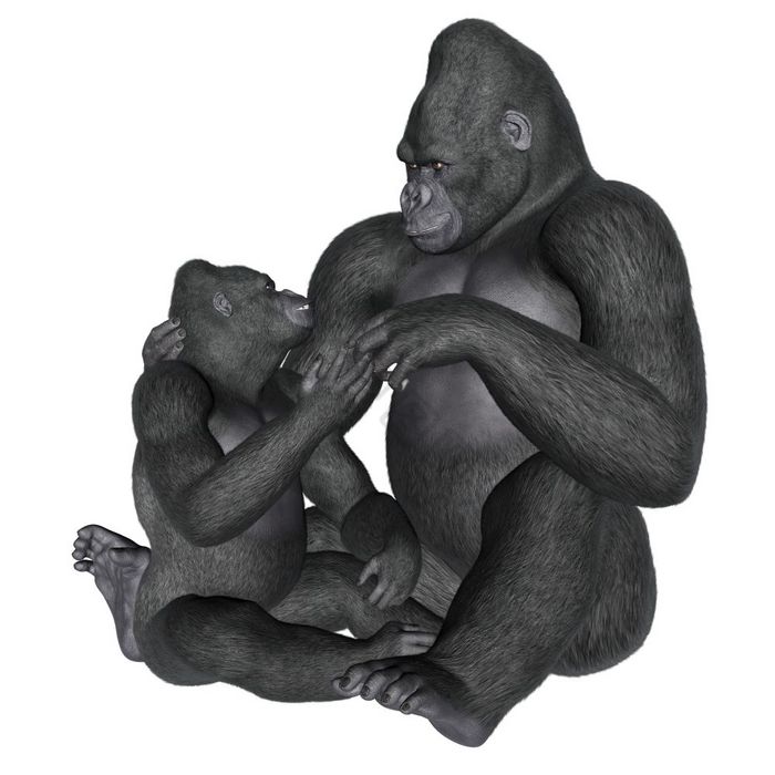 大猩猩母亲孤立的渲染大猩猩母亲渲染图片