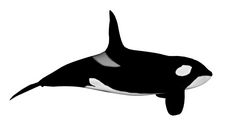 杀手鲸鱼孤立的白色背景渲染杀手鲸鱼渲染