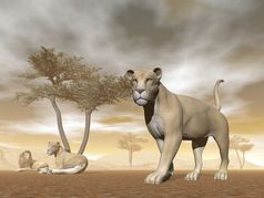 狮子群与婴儿和伞树胶的萨凡纳渲染狮子的萨凡纳渲染