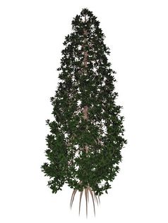 南部木兰牛湾木兰开大花的树孤立的白色背景渲染南部牛湾木兰开大花的树渲染