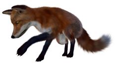 红色的狐狸搜索孤立的白色背景渲染红色的狐狸搜索-渲染