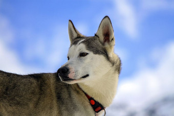 西伯利亚沙哑的狗穿红色的项链肖像和多云的天空背景西伯利亚沙哑的狗肖像