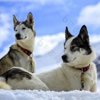 <strong>西伯利亚</strong>沙哑的狗穿红色的项链肖像和多云的天空背景<strong>西伯利亚</strong>沙哑的狗肖像