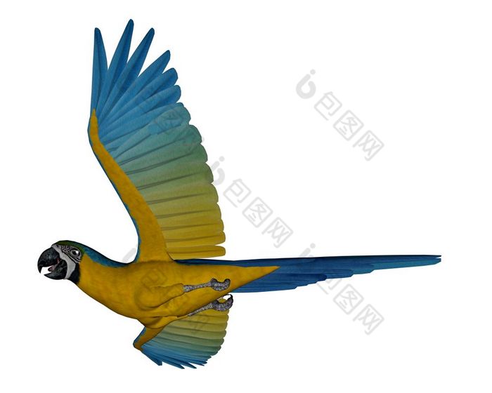 蓝色的和黄色的金刚鹦鹉鹦鹉飞行孤立的白色背景渲染蓝色的和黄色的金刚鹦鹉鹦鹉飞行渲染
