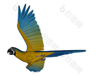 蓝色的和黄色的金刚鹦鹉鹦鹉飞行孤立的白色背景渲染蓝色的和黄色的金刚鹦鹉鹦鹉飞行渲染