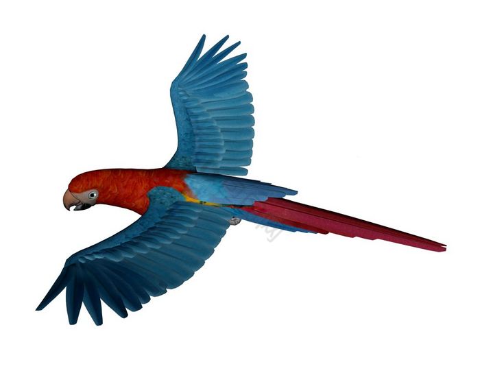 朱金刚鹦鹉鹦鹉飞行孤立的渲染朱金刚鹦鹉鹦图片