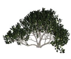无花果热带榕属植物当值树孤立的白色背景渲染无花果树渲染