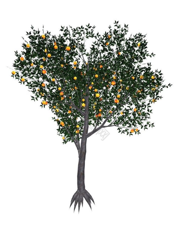 桃子李属树孤立的渲染桃子树渲染