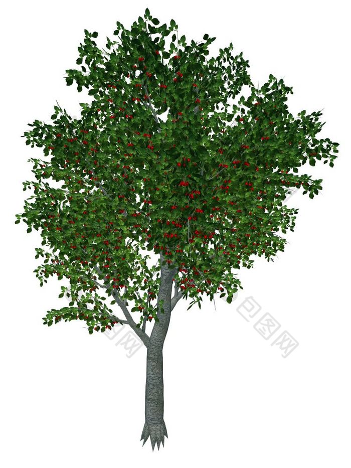 甜蜜的野生樱桃李属鸟结核树孤立的白色背景渲染甜蜜的野生樱桃树渲染
