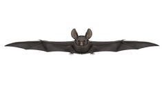 飞行蝙蝠孤立的白色背景渲染飞行蝙蝠渲染