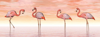 四个粉红色的火烈鸟站水日落光渲染粉红色的火烈鸟水渲染