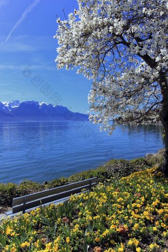 黄色的花和盛开的树在春天日内瓦莱曼湖蒙特勒瑞士春天日内瓦莱曼湖蒙特勒瑞士