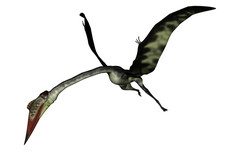 quetzalcoatlus飞行头下来孤立的白色背景渲染quetzalcoatlus飞行头下来渲染