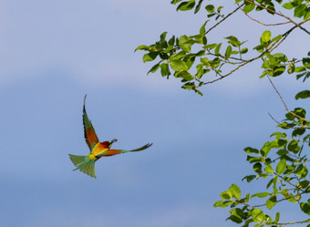 欧洲食蜂鸟梅罗普斯蜂巢鸟飞行分支欧洲食蜂鸟梅罗普斯蜂巢鸟飞行