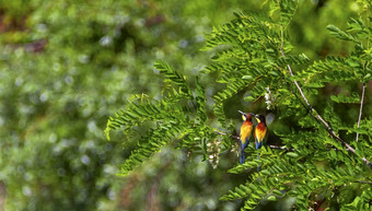 欧洲食蜂鸟梅罗普斯蜂巢鸟二人组站分支欧洲食蜂鸟梅罗普斯蜂巢鸟二人组