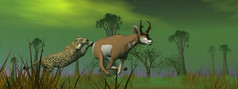 豹狩猎叉角羚在树的自然绿色一天