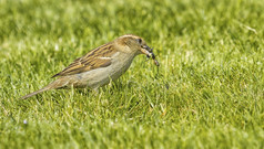 女麻雀吃昆虫而站的绿色草