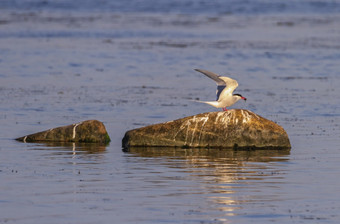 成人常见的燕鸥胸骨hirundo持有鱼在arock波罗的海海卡尔马瑞典成人常见的燕鸥胸骨hirundo卡尔马瑞典