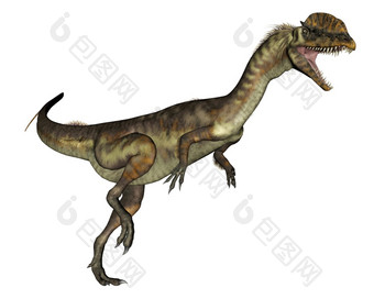 dilophosaurus恐龙咆哮的孤立的白色背景渲染dilophosaurus恐龙咆哮的渲染