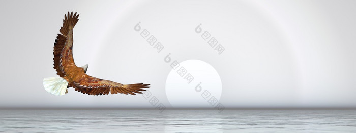 鹰飞行在的海洋灰色日落渲染鹰飞行在的海洋渲染