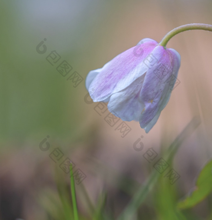 关闭白色海葵花和不错的散景小白色海葵花和不错的散景