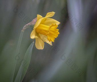 那喀索斯水仙花<strong>淡</strong>黄色春天花与九点钟散景花园那喀索斯水仙花<strong>淡</strong>黄色春天花与九点钟散景