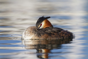 冠毛犬grebe鸭<strong>足底</strong>头肌cristatus睡觉与开放眼睛的水冠毛犬grebe<strong>足底</strong>头肌cristatus鸭睡觉与眼睛开放